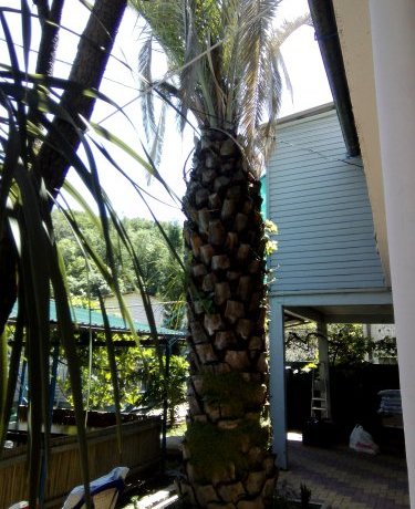 Гостиница Guest House Palm Сочи-43
