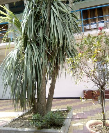 Гостиница Guest House Palm Сочи-12