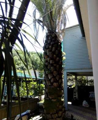 Гостиница Guest House Palm Сочи Номер "Стандарт"-40