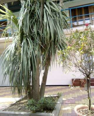 Гостиница Guest House Palm Сочи Номер "Стандарт"-9