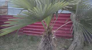 Гостиница Guest House Palm Сочи Номер "Стандарт"-117