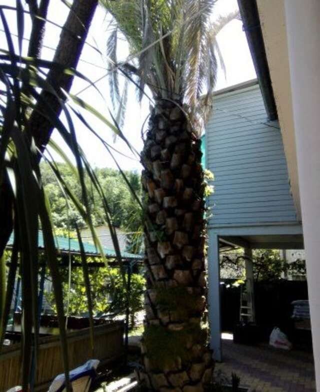 Гостиница Guest House Palm Сочи-42