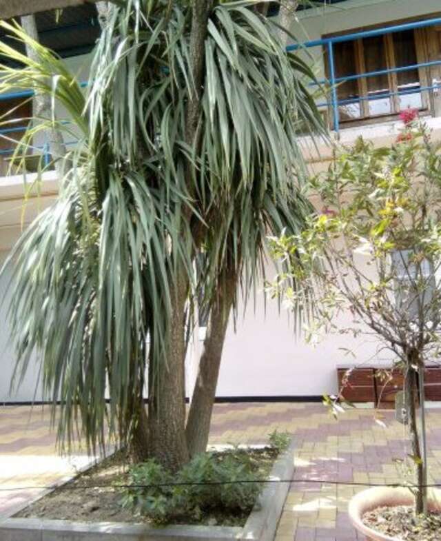 Гостиница Guest House Palm Сочи-11