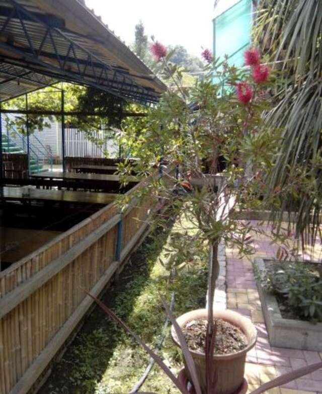 Гостиница Guest House Palm Сочи-8