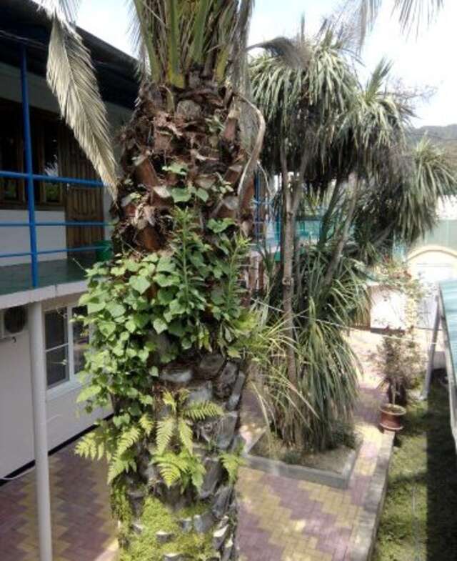 Гостиница Guest House Palm Сочи-3